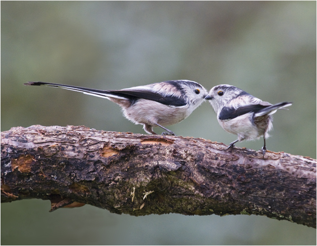 Long Tailed Tits